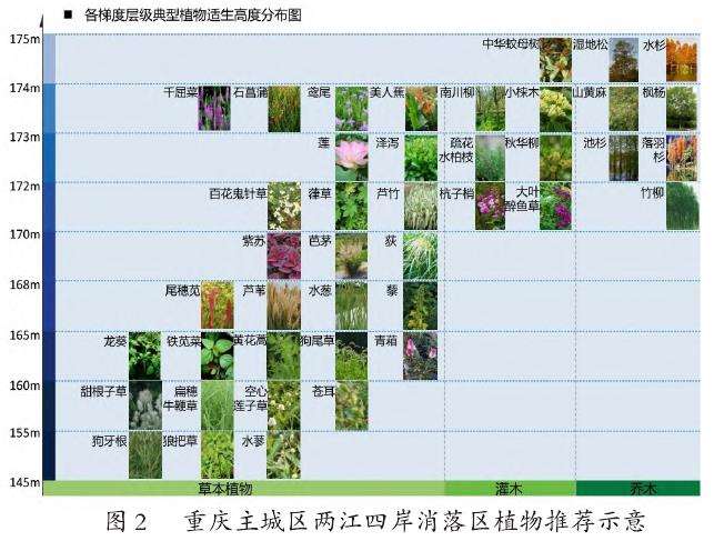 图2重庆主城区两江四岸消落区植物推荐示意