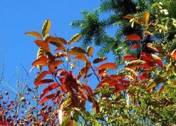 彩色叶树种在园林造景中的5个应用要点