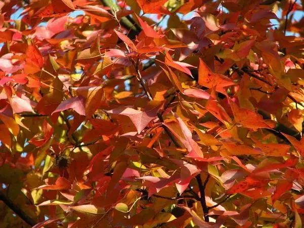 彩色叶树种在园林造景中的5个应用要点