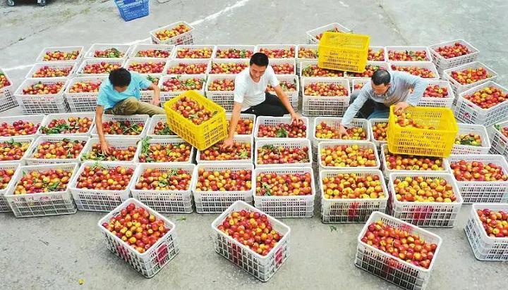 缙云县舒洪镇水果产业发展现状与发展的5个对策