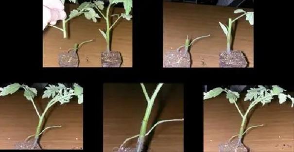 贵阳番茄劈接技术怎么露地栽培管理