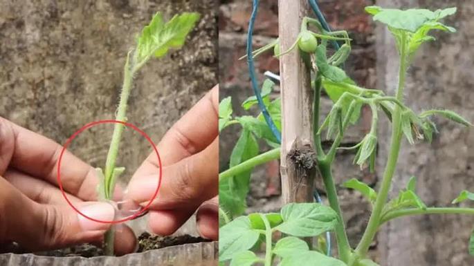 贵阳番茄劈接技术及露地栽培应用