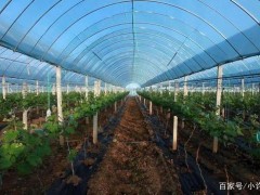 阳光玫瑰葡萄标准化设施栽培的5个效益分析