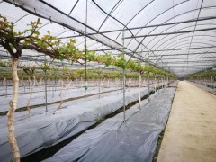 阳光玫瑰葡萄标准化设施栽培的4个示范推广
