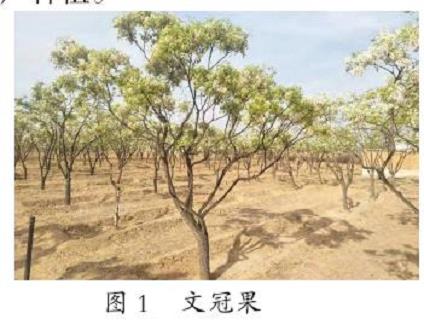 甘肃张掖地区文冠果繁育及栽培技术