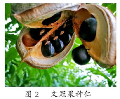 甘肃张掖地区文冠果繁育及栽培技术