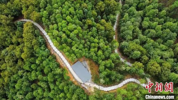 九连山林场实施森林质量精准提升工程的必要性