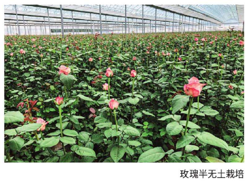 2023年 云南鲜切花种植质量转型之路