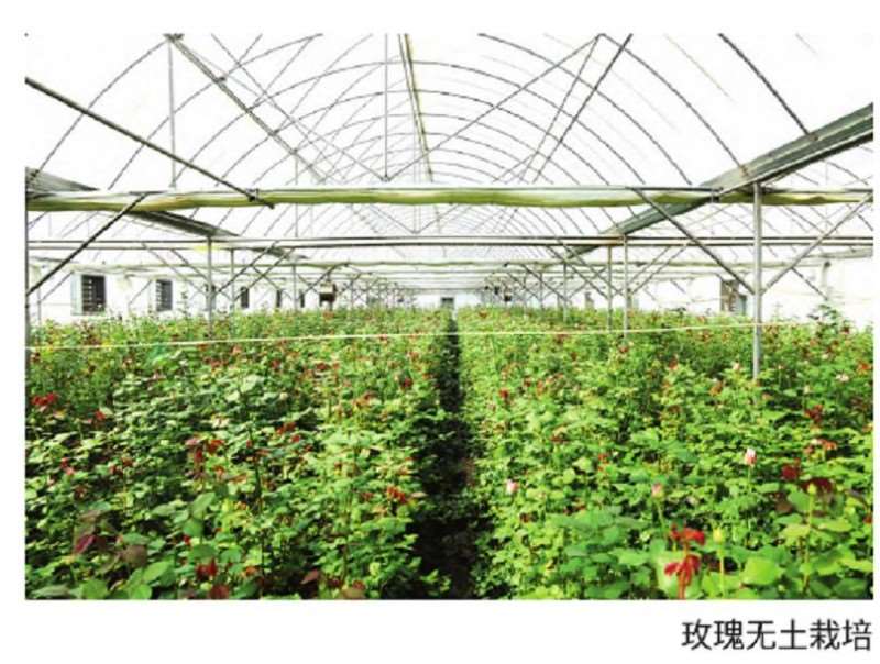 2023年 云南鲜切花种植质量转型之路