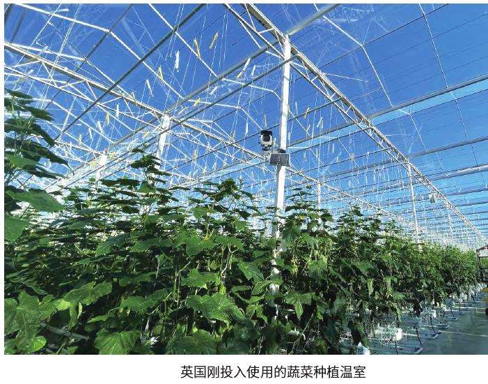 荷兰温室花卉行业合作整合迎接挑战