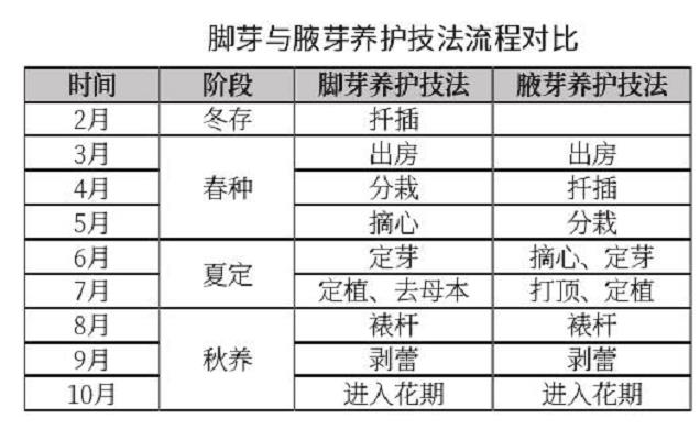 北海公园菊花种质资新品种怎么培育的方法