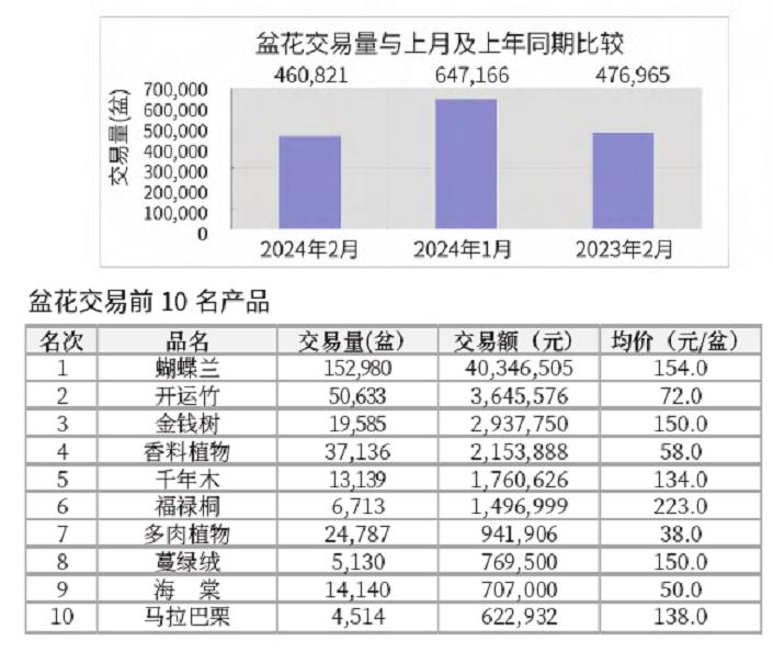 2024年2月台北花卉市场盆花 切花行情