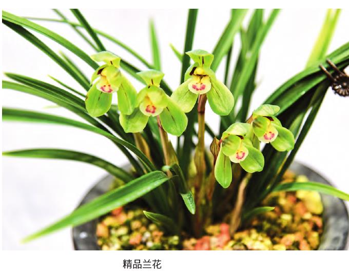 2023年兰花分会促进兰花产业健康有序发展