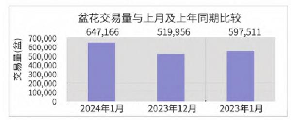 2024年1月台北花卉市场盆花 切花行情