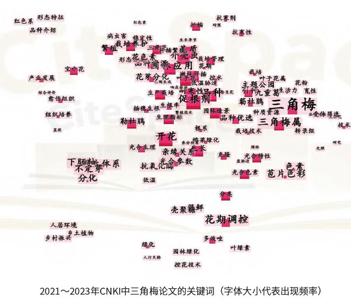 三角梅已逐渐成为我国大宗主流观赏花卉