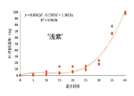 三角梅品种耐涝性有多强的浅析