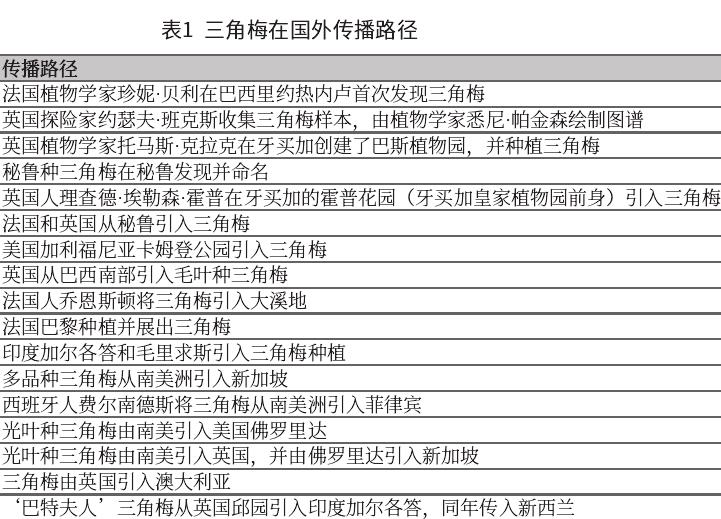 为什么三角梅被广泛应用于园林景观 庭院美化