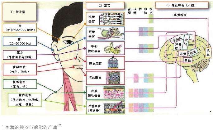 从园艺疗法到自然疗愈