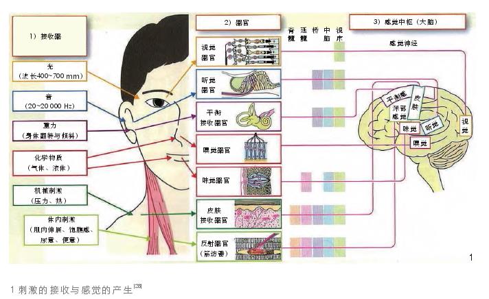 从园艺疗法到自然疗愈