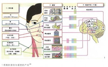 从园艺疗法到自然疗愈：类型、发展、机理与展望