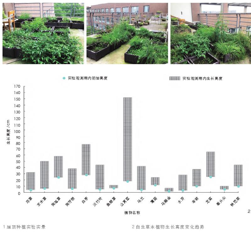 成都自生草本植物屋顶绿化夏季气候适应性研究