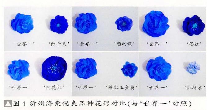 沂州海棠优良新品种花形对比图片 