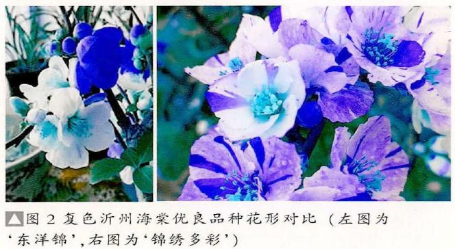 沂州海棠优良新品种花形对比图片 