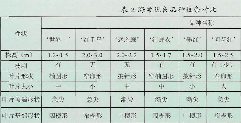 沂州海棠优良新品种花形对比图片