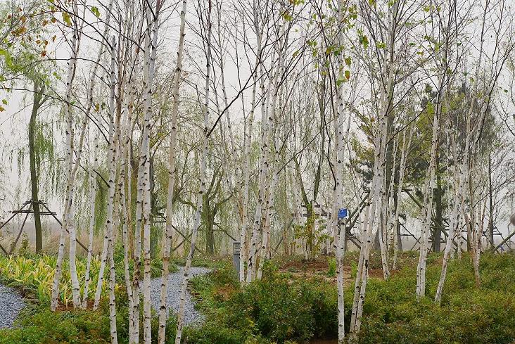 山东桦树种植技术 育苗准备和苗期管理