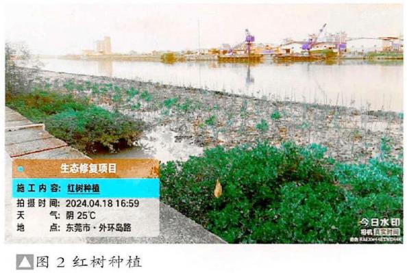 广东红树林湿地生态修复的5个施工应用