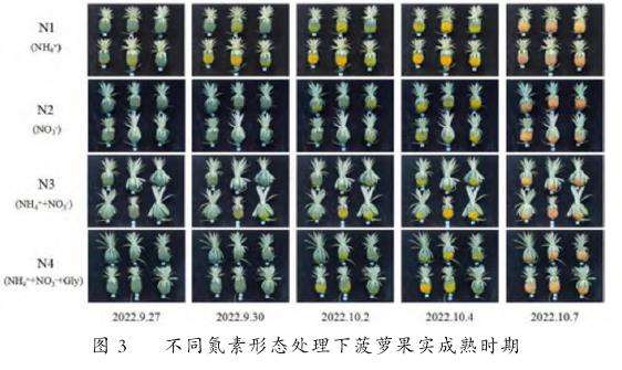 不同氮素形态处理对菠萝果实成熟期、大小和品质的影响