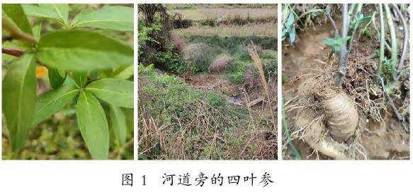 野生四叶参资源的分布