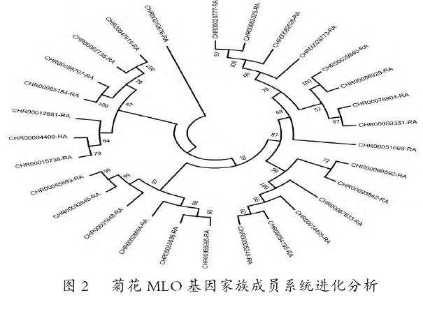 菊花MLO基因家族进化分析