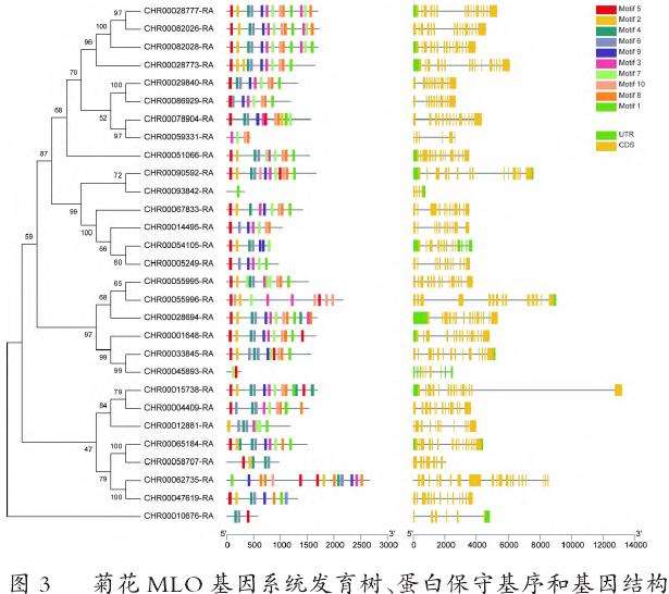 菊花MLO基因家族结构分析