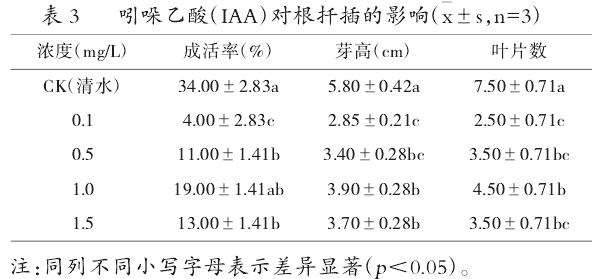 不同生长调节剂及浓度处理对根扦插的影响