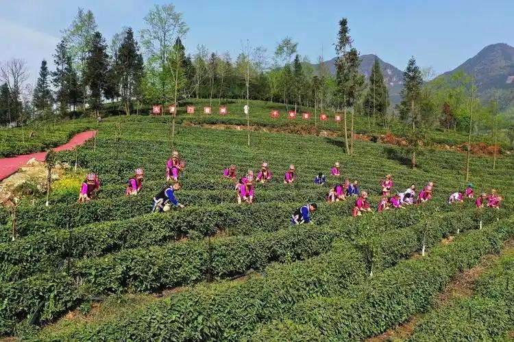 北川茶文化景观的保护与传承