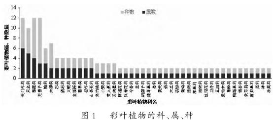 宜春市区彩叶植物种类