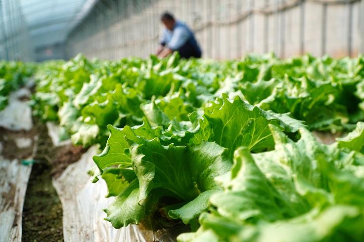 蔬菜种植点亮城市道路 植物色彩的创新应用