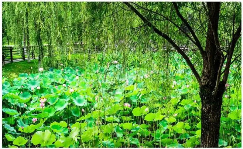 基于康养理念下的滨水植物景观设计