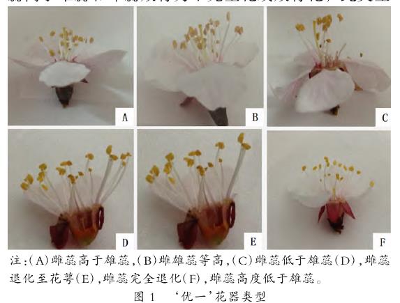 仁用杏花期败育类型的研究及分析