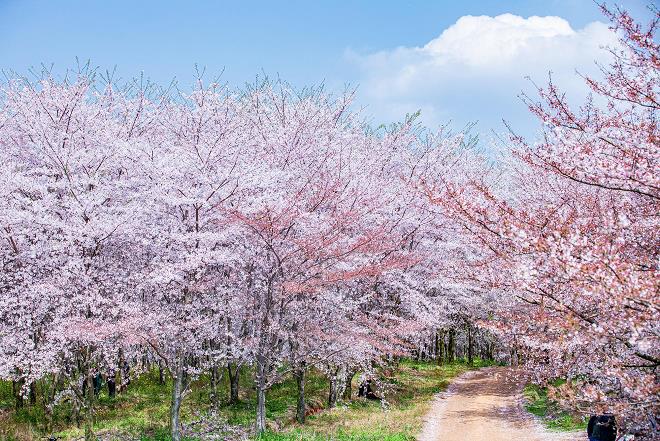 日本弘前公园樱花养护管理技术与特点