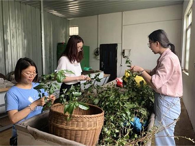 融安茶科植物主要建群种生态分布和造林布局探析