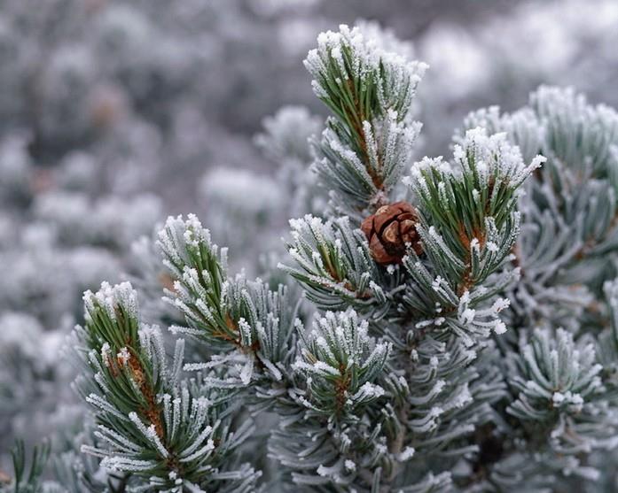 山东诸城地区雪松育苗栽培技术