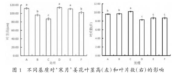 园林工程用寒月姜花大袋苗栽培基质优化研究