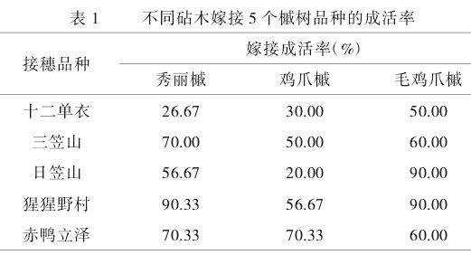 不同砧木对5个槭树品种嫁接成活率的影响