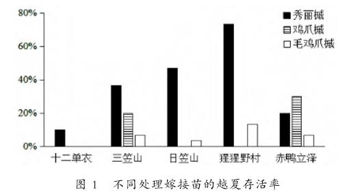 不同处理嫁接苗的越夏存活率